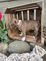 Bella, a female Boston Terrier for sale in Nappanee, IN – Photo 8 of 9