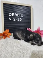 Debbie, a female Miniature Schnauzer for sale in Nappanee, IN – 3 of 10
