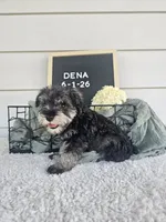 Dena, a female Miniature Schnauzer for sale in Nappanee, IN – 4 of 10