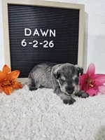 Dawn, a female Miniature Schnauzer for sale in Nappanee, IN – 4 of 10