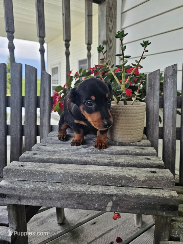 bud – Dachshund puppy for sale in Nappanee, IN