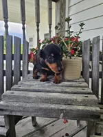 bud, a male Dachshund for sale in Nappanee, IN – 1 of 10