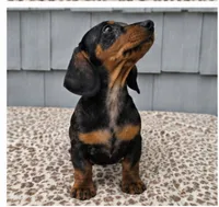 Mia , a female Dachshund for sale in Nappanee, IN – 8 of 9