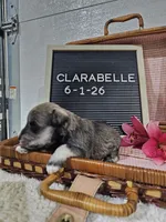 Clarabelle, a female Miniature Schnauzer for sale in Nappanee, IN – 7 of 10