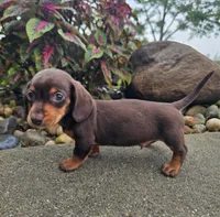 Roxy, a female Dachshund for sale in Nappanee, IN – 8 of 9