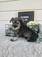 Debbie, a female Miniature Schnauzer for sale in Nappanee, IN – 3 of 8