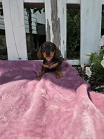 Jeff, a male Miniature Dachshund for sale in Nappanee, IN – 5 of 6