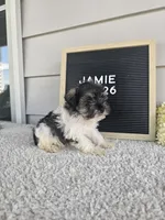 Jamie, a male Miniature Schnauzer for sale in Nappanee, IN – 6 of 9