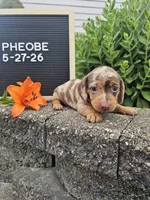 Phoebe, a female Dachshund for sale in Nappanee, IN – 3 of 10