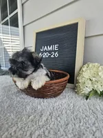Jamie, a male Miniature Schnauzer for sale in Nappanee, IN – 9 of 9
