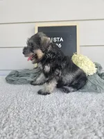 Crista, a male Miniature Schnauzer for sale in Nappanee, IN – 7 of 9