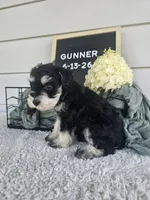 Gunner, a male Miniature Schnauzer for sale in Nappanee, IN – 6 of 10