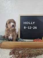 Holly, a female Miniature Goldendoodle for sale in Nappanee, IN – 9 of 10