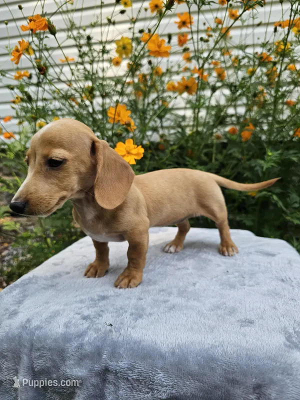 Roxy – Miniature Dachshund puppy for sale in Nappanee, IN