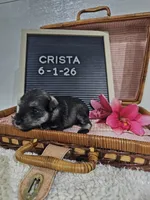 Crista, a male Miniature Schnauzer for sale in Nappanee, IN – 2 of 9