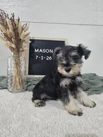 Mason, a male Miniature Schnauzer for sale in Nappanee, IN – 2 of 10
