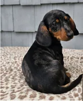Mia , a female Dachshund for sale in Nappanee, IN – 2 of 9