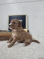 Heather, a female Miniature Goldendoodle for sale in Nappanee, IN – 5 of 10