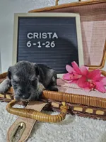 Crista, a male Miniature Schnauzer for sale in Nappanee, IN – 9 of 9