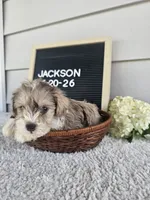 Jackson, a male Miniature Schnauzer for sale in Nappanee, IN – 3 of 10