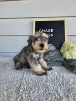 Chase, a male Miniature Schnauzer for sale in Nappanee, IN – 7 of 7