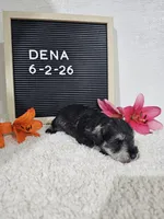 Dena, a female Miniature Schnauzer for sale in Nappanee, IN – 7 of 10
