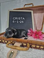 Crista, a male Miniature Schnauzer for sale in Nappanee, IN – 1 of 9