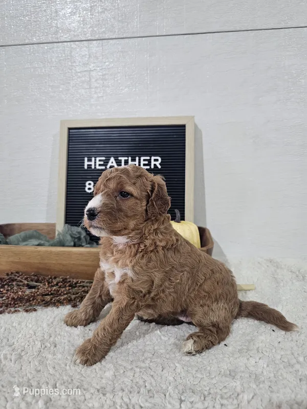 Heather – Miniature Goldendoodle puppy for sale in Nappanee, IN