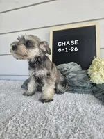 Chase, a male Miniature Schnauzer for sale in Nappanee, IN – 5 of 7
