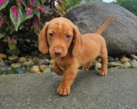 Rex, a male Dachshund for sale in Nappanee, IN – 8 of 9