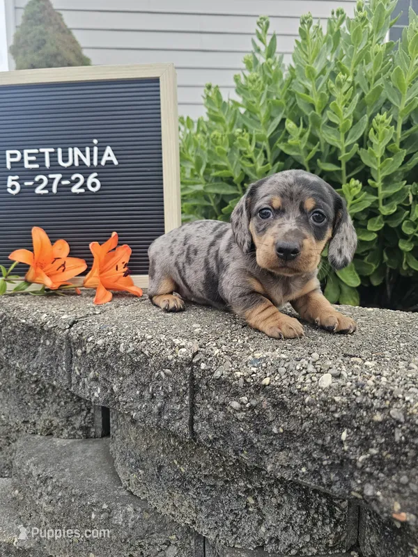 Petunia – Dachshund puppy for sale in Nappanee, IN