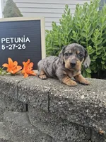 Petunia, a female Dachshund for sale in Nappanee, IN – 1 of 10