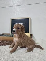 Heather, a female Miniature Goldendoodle for sale in Nappanee, IN – 2 of 10