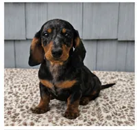 Mia , a female Dachshund for sale in Nappanee, IN – 1 of 9