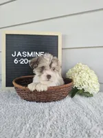 Jasmine, a female Miniature Schnauzer for sale in Nappanee, IN – 7 of 10