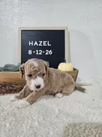 Hazel, a female Miniature Goldendoodle for sale in Nappanee, IN – 5 of 10