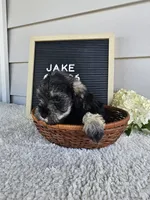 Jake, a male Miniature Schnauzer for sale in Nappanee, IN – 8 of 10