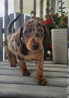 Buster, a male Dachshund for sale in Nappanee, IN – 2 of 8