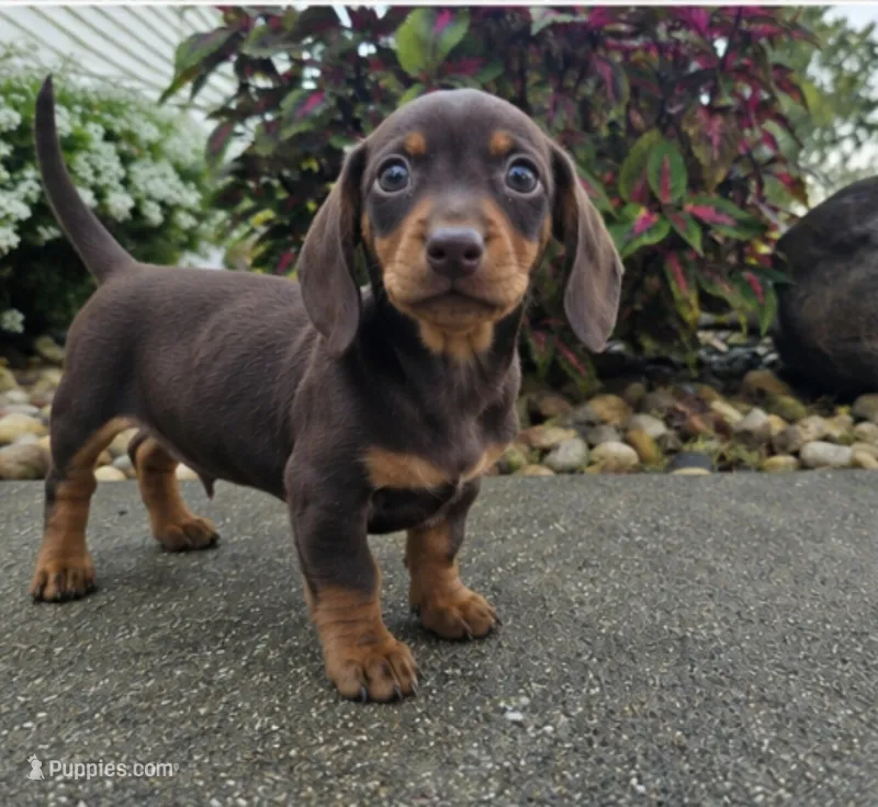 Rock – Dachshund puppy for sale in Nappanee, IN