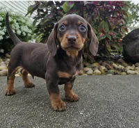 Rock, a male Dachshund for sale in Nappanee, IN – 1 of 9