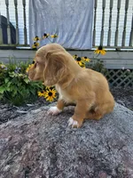 Autumn, a female Miniature Dachshund for sale in Nappanee, IN – 3 of 10