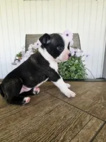 Arlo, a male Boston Terrier for sale in Nappanee, IN – 10 of 10