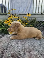 Pumpkin, a male Miniature Dachshund for sale in Nappanee, IN – 3 of 10
