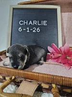 Charlie, a male Miniature Schnauzer for sale in Nappanee, IN – 8 of 10