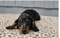 Mia , a female Dachshund for sale in Nappanee, IN – 7 of 9
