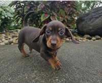 Rock, a male Dachshund for sale in Nappanee, IN – 3 of 9