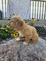Autumn, a female Miniature Dachshund for sale in Nappanee, IN – 2 of 10