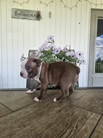 Alfie, a male Boston Terrier for sale in Nappanee, IN – 6 of 10