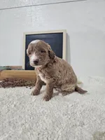 Holly, a female Miniature Goldendoodle for sale in Nappanee, IN – 7 of 10