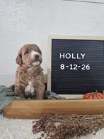 Holly, a female Miniature Goldendoodle for sale in Nappanee, IN – 5 of 10